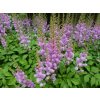 astilbe chinensis Pumila 2