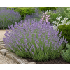 munstead strain