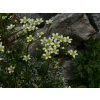 Saxifraga crustata