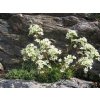 Saxifraga crustata.jpg 2