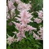 astilbe europa 2