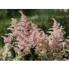 astilbe europa