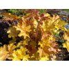 Heuchera Ginger Ale