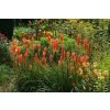 kniphofia uvaria flamenco 4.jpg.crdownload