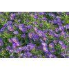 aster alpinus Samoa 1