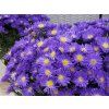 aster alpinus Samoa 2