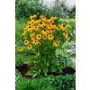 rudbeckia fulgida Goldstrum 2