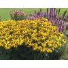 rudbeckia fulgida Goldstrum 1