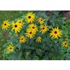 rudbeckia fulgida Goldstrum 3