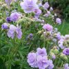 geranium pratense cloud nine 2