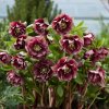 helleborus double ellen red 2