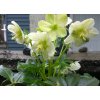 Heleborus orientalis Pretty Ellen White 2