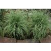 Carex comans Amazon Mist 3