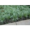 Carex comans Amazon Mist