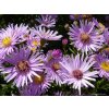 aster domosu Peter Harrison 2