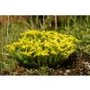 Sedum sexangulare 1