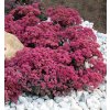Sedum Spot on Deep Rose 2