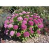 Sedum telephium herbstfreude 1