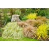carex comans Frosted Curls. 3jpg