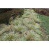 carex comans Frosted Curls