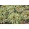 carex comans Frosted Curls. 2jpg
