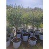 Eucalyptus gunni na kmínku, výška cca 130 cm