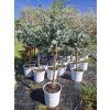 Eucalyptus gunni na kmínku, výška cca 130 cm