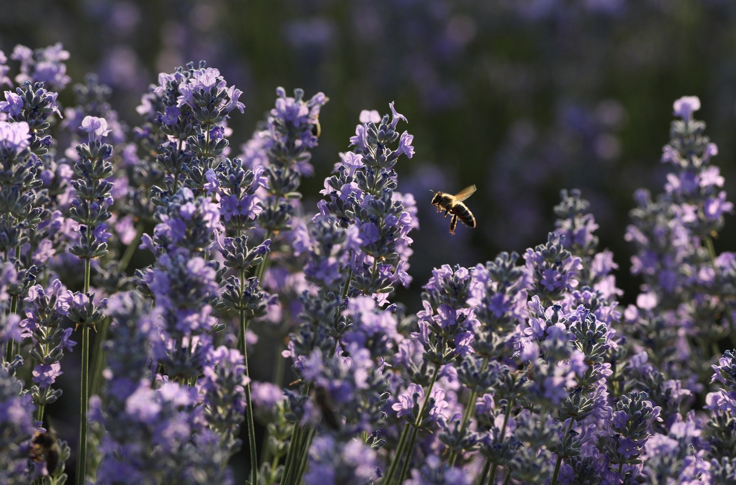 Soutěž o návrh etikety tubusu na kávu s levandulí