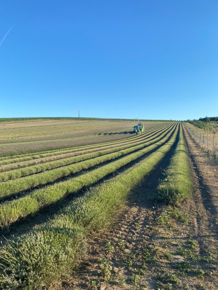 Políčko je sklizeno