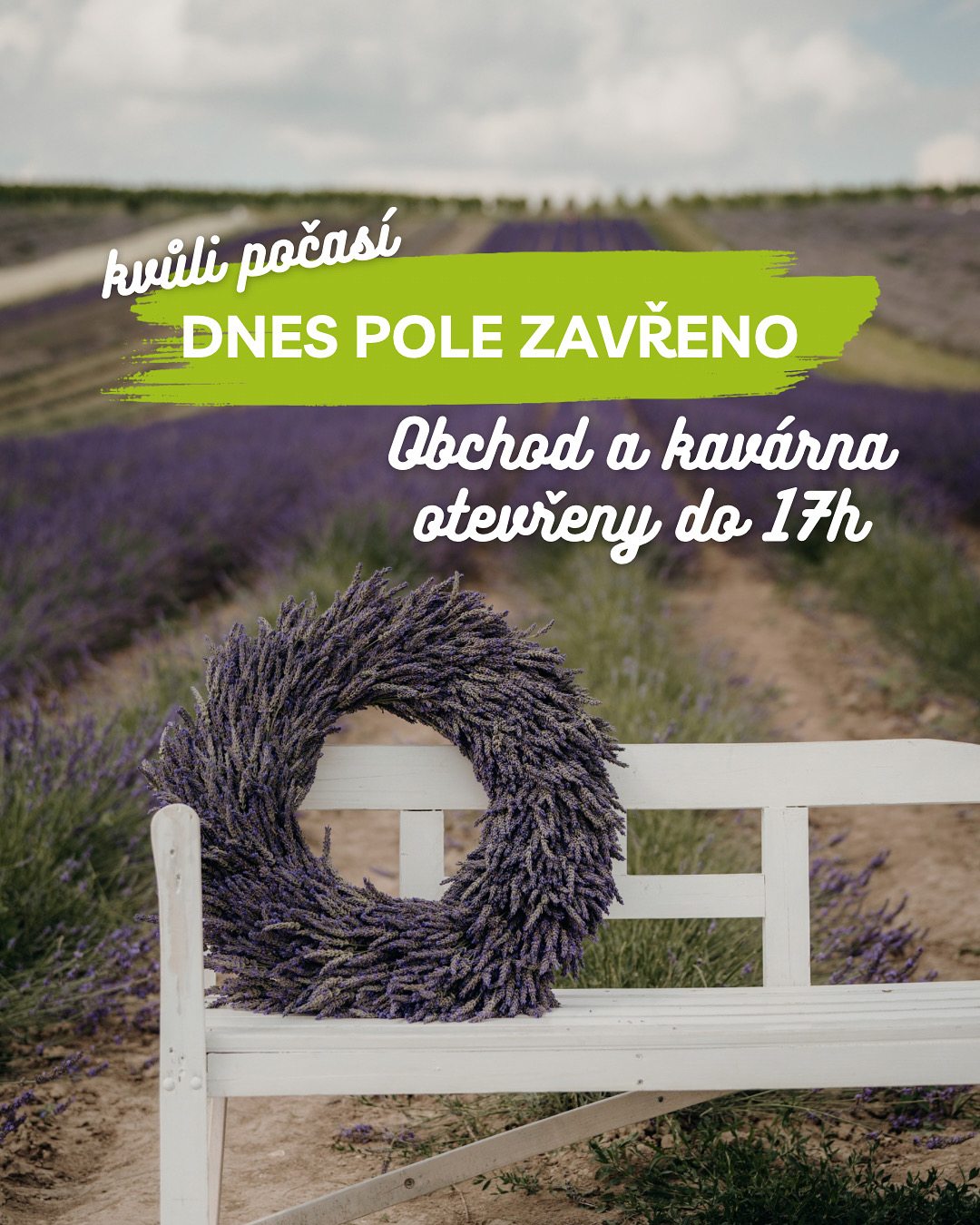 Dnes levandulové pole uzavřeno 18. 7. 2025
