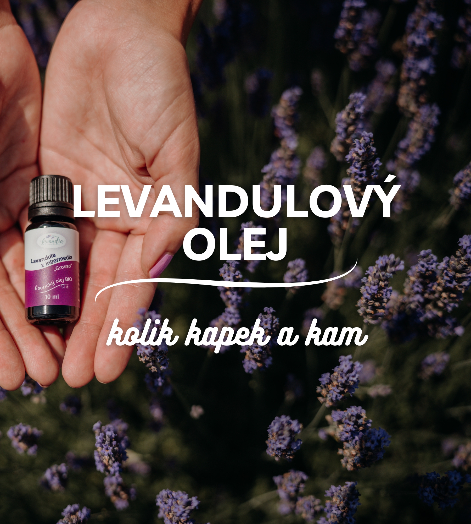 Jak používat levandulový olej doma: aromalampa, koupel, polštář a 5 věcí, kterým se vyhnout