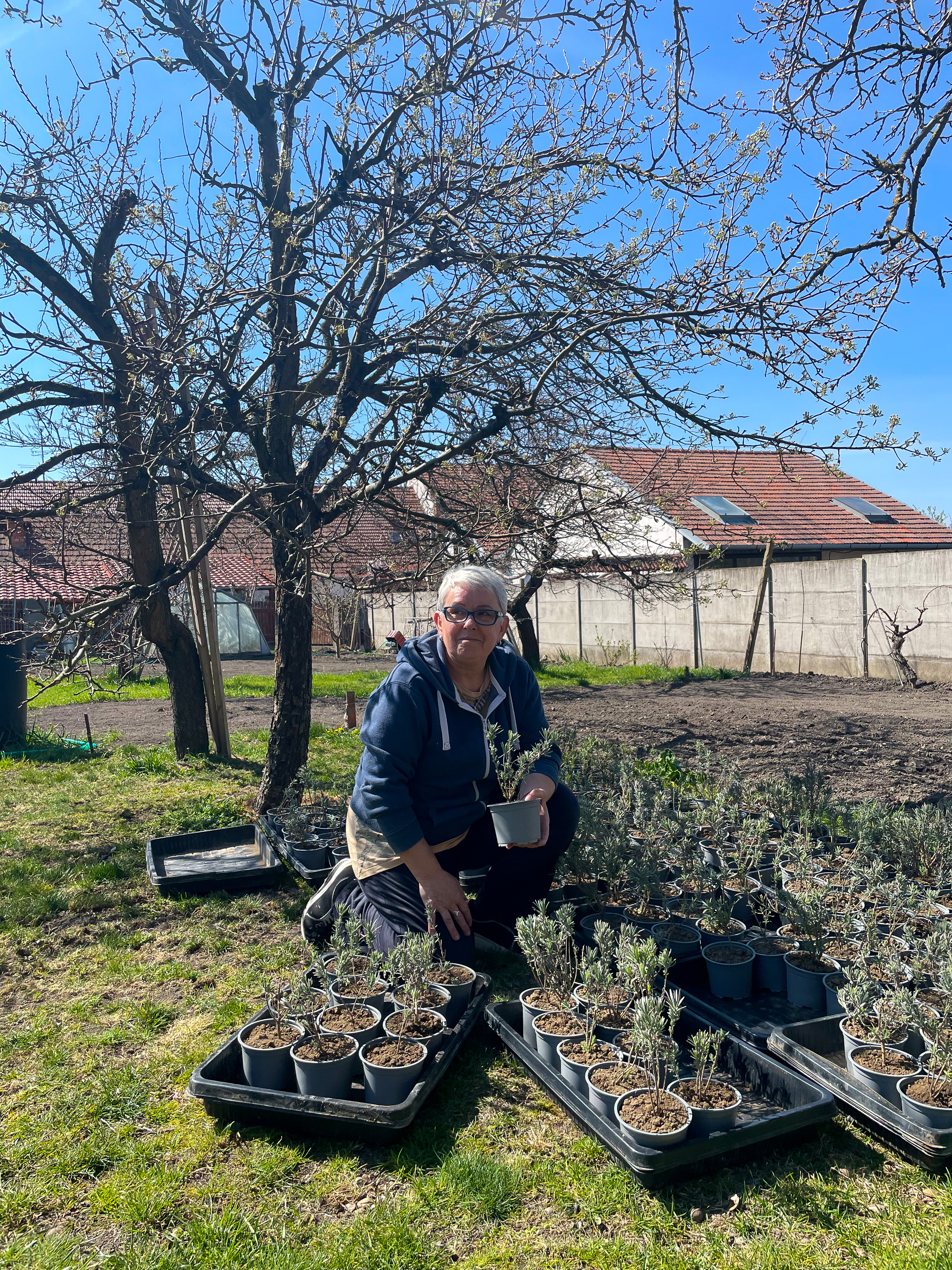 Levandulové sazeničky k prodeji