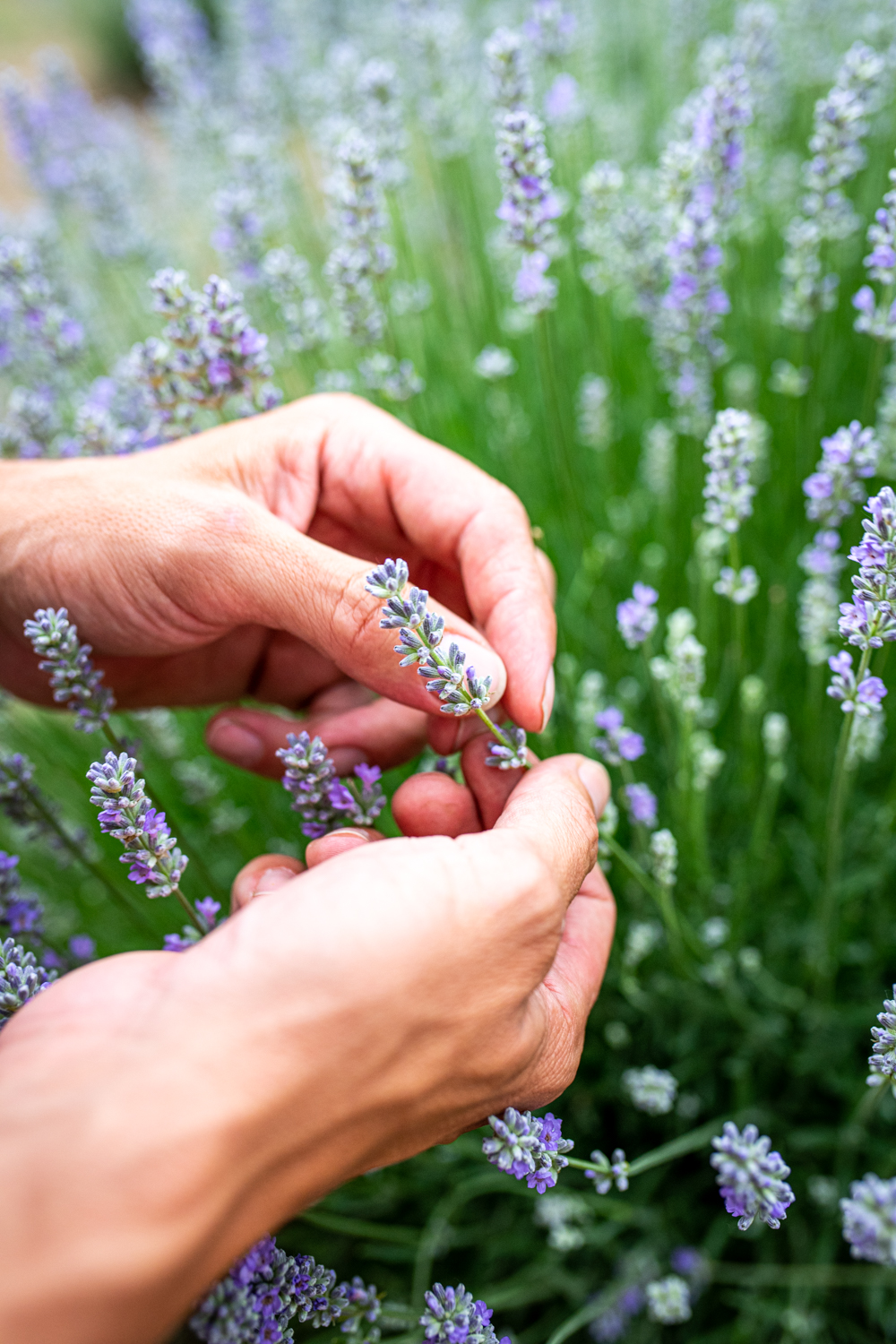 Lavandin nebo levandule?