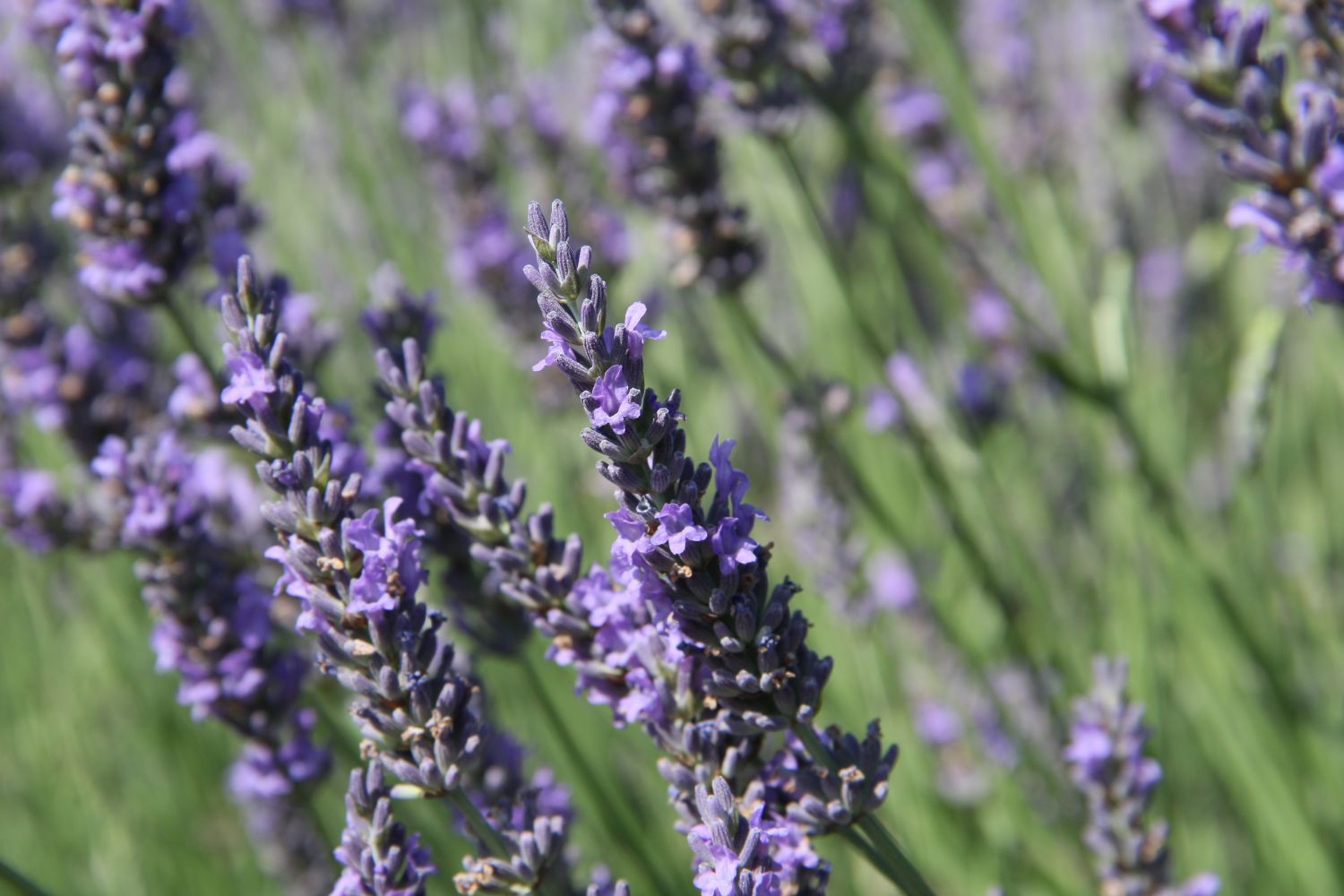 Pole 12-14.7 bude uzavřeno - poslední možnost samosběru je dnes