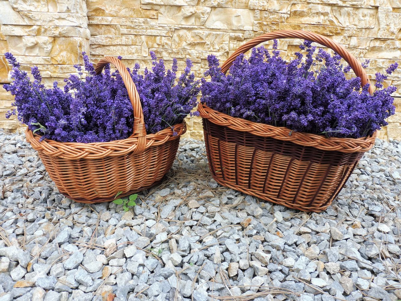 Voňavý dáreček - 7 kg levandulky -pro Dobrovolnické centrum Motýlek