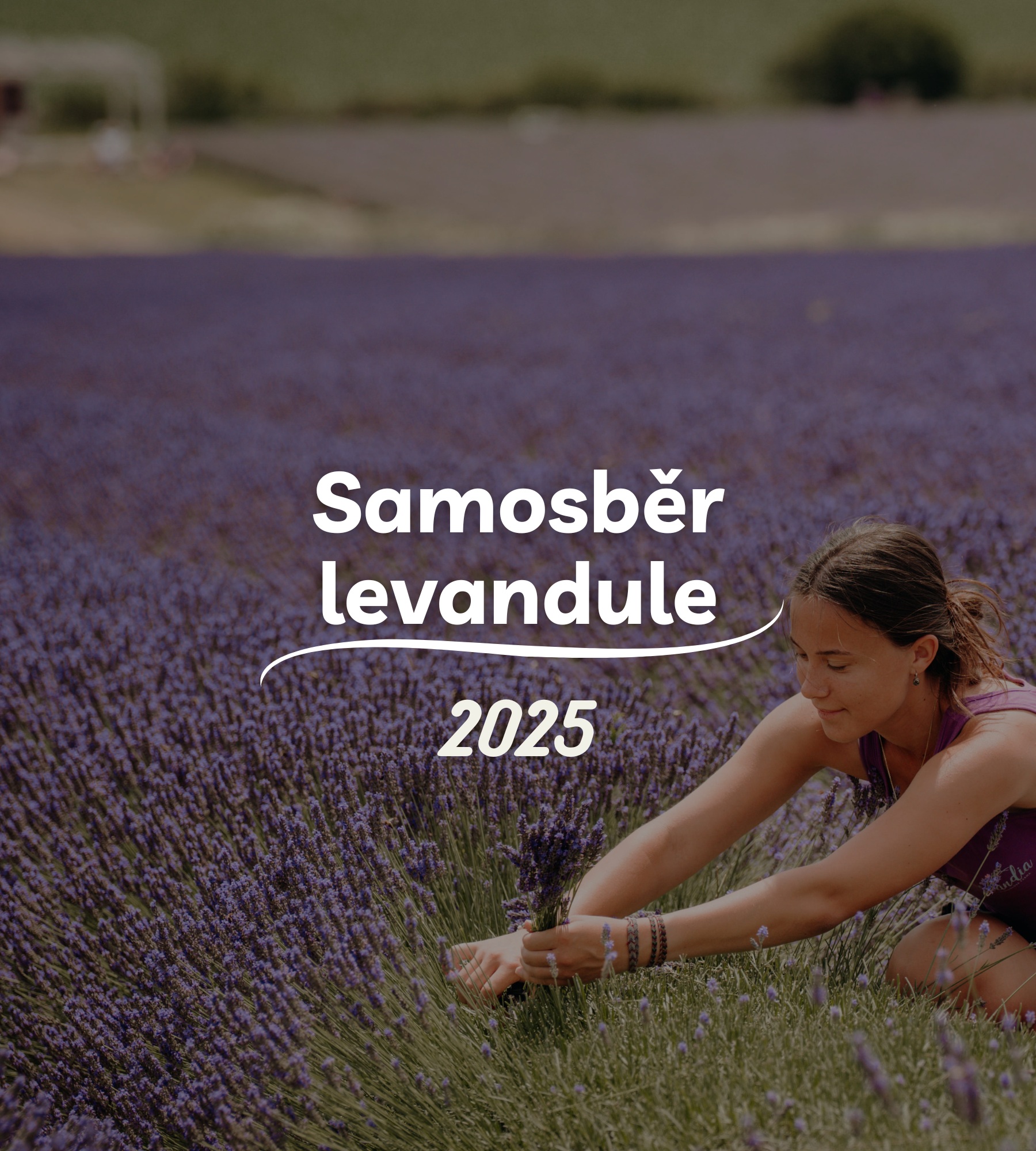 Samosběr levandule