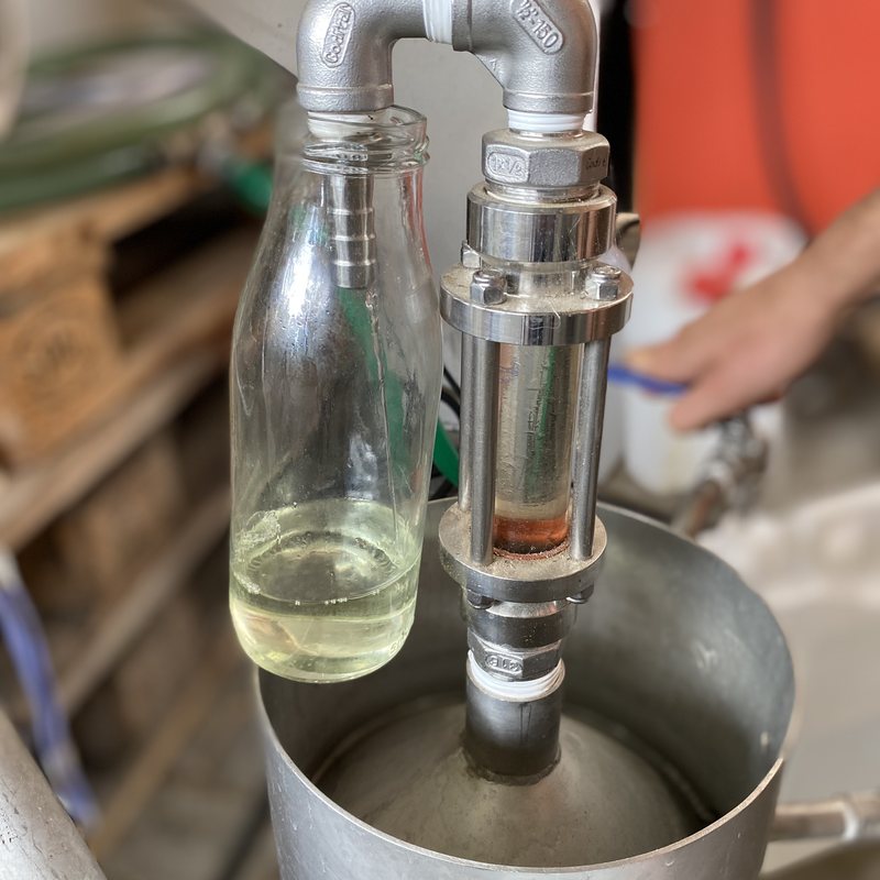 Oddělování levandulového oleje od květinové vody při destilaci ve Starovičkách