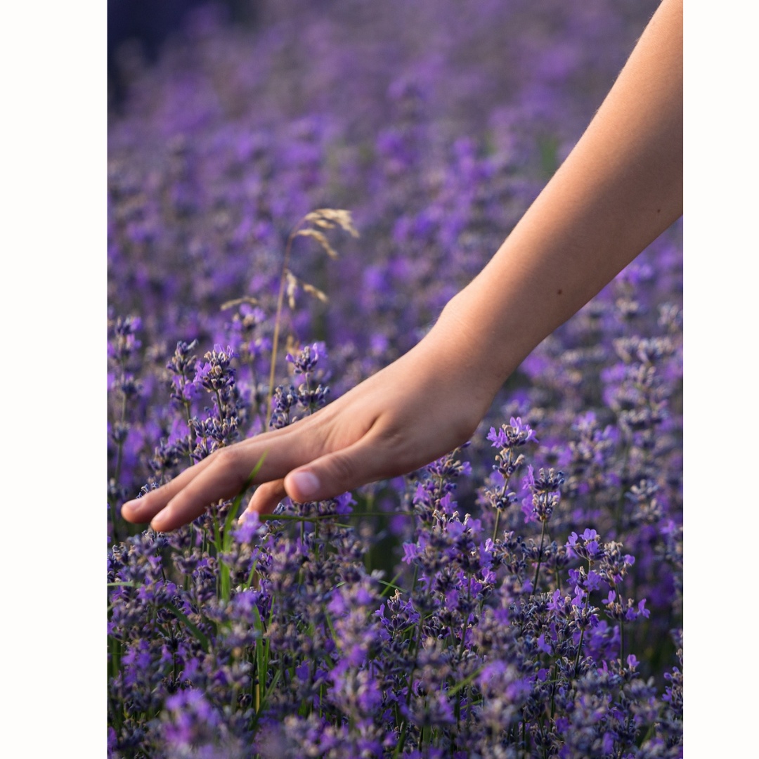 Dárková sada - marmeláda + pečený čaj Příchuť: Borůvka s levandulí