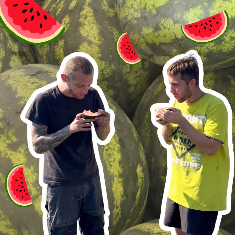 Soutěž v pojídání melounů na levandulové farmě