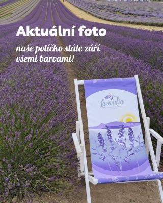 💜❗️Aktuální hlášení z farmy! Oba druhy levandule jsou stále v plném květu a celé pole nám září fialovými barvami. Přijeďte...