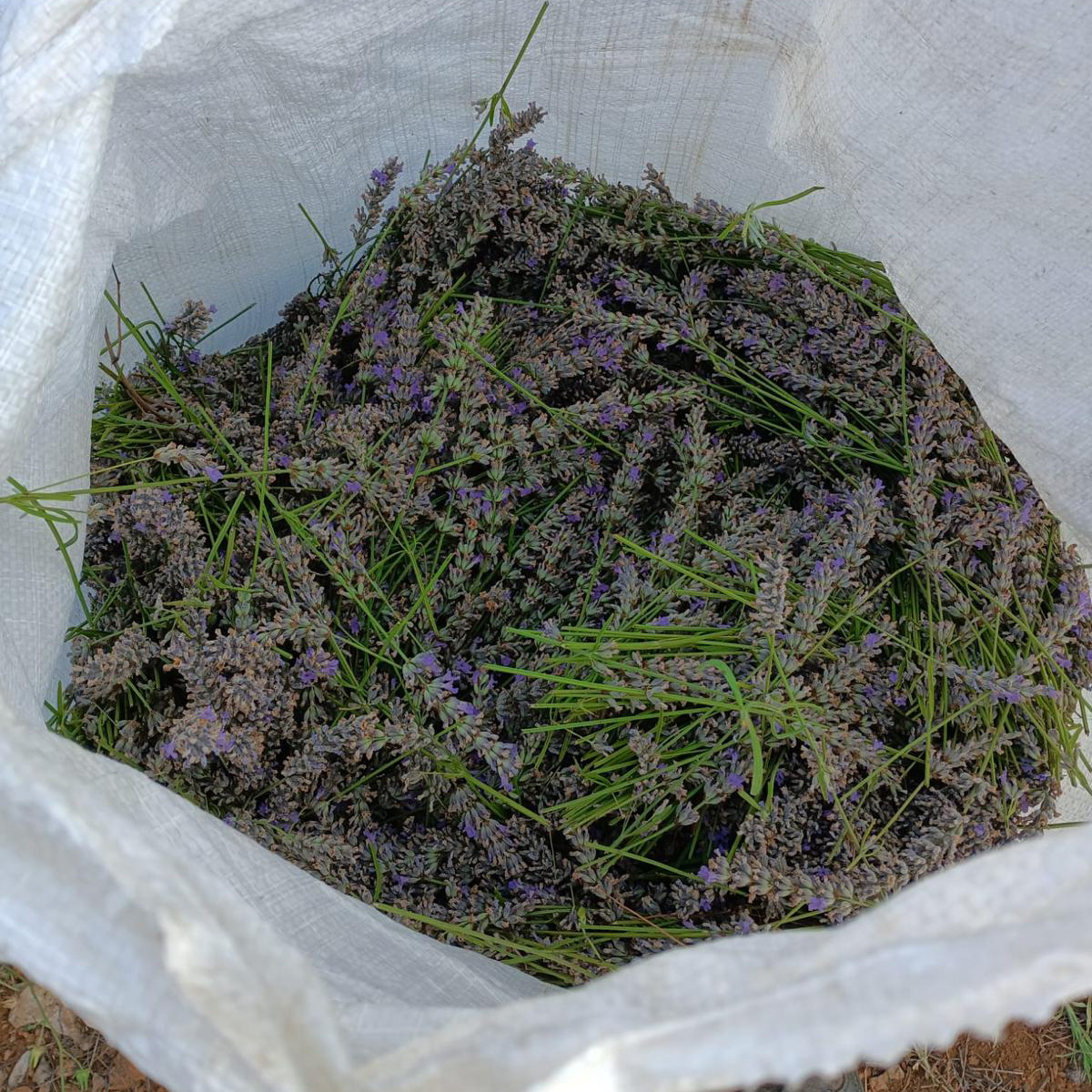 Levandulová voda výroba