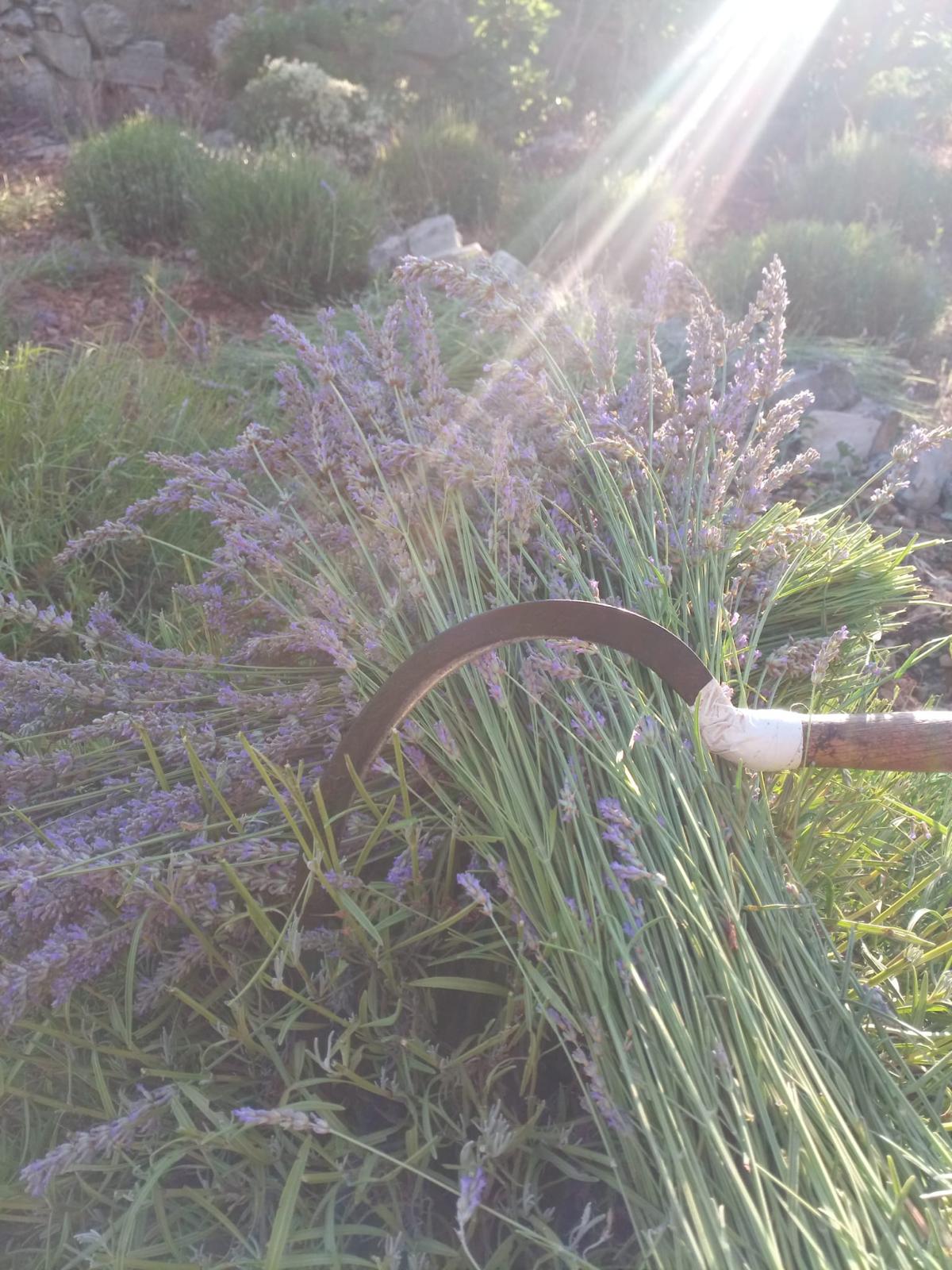 Příběh vzniku naší levandulové vody