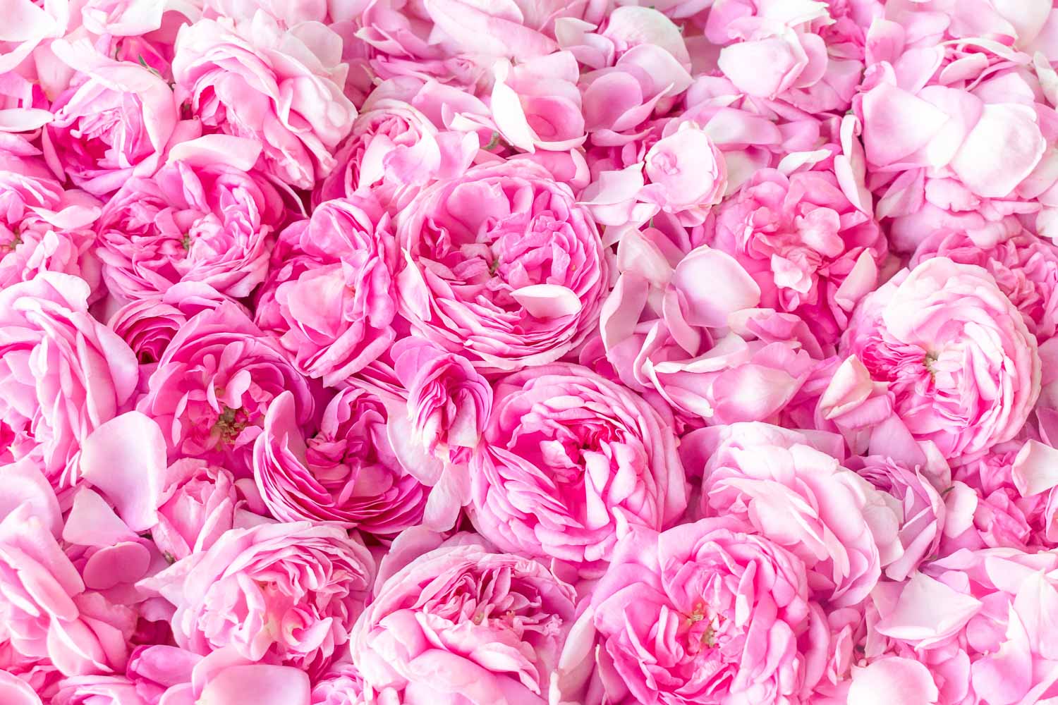 What do the masters of medicine and herbal dictionaries state about the effects of BIO rose of Kazanlak?