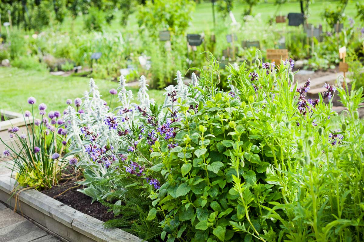 Why is the quality of the herbs used important and how to recognize it?
