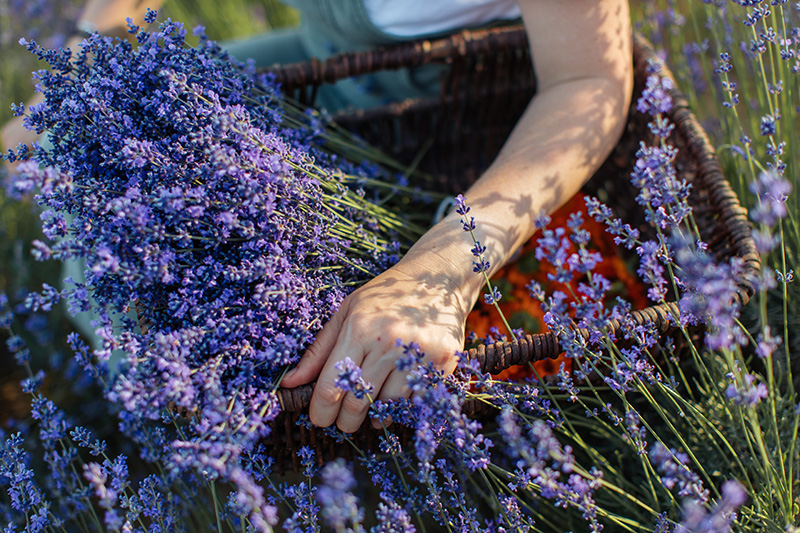 Homemade lavender syrup for your body and soul