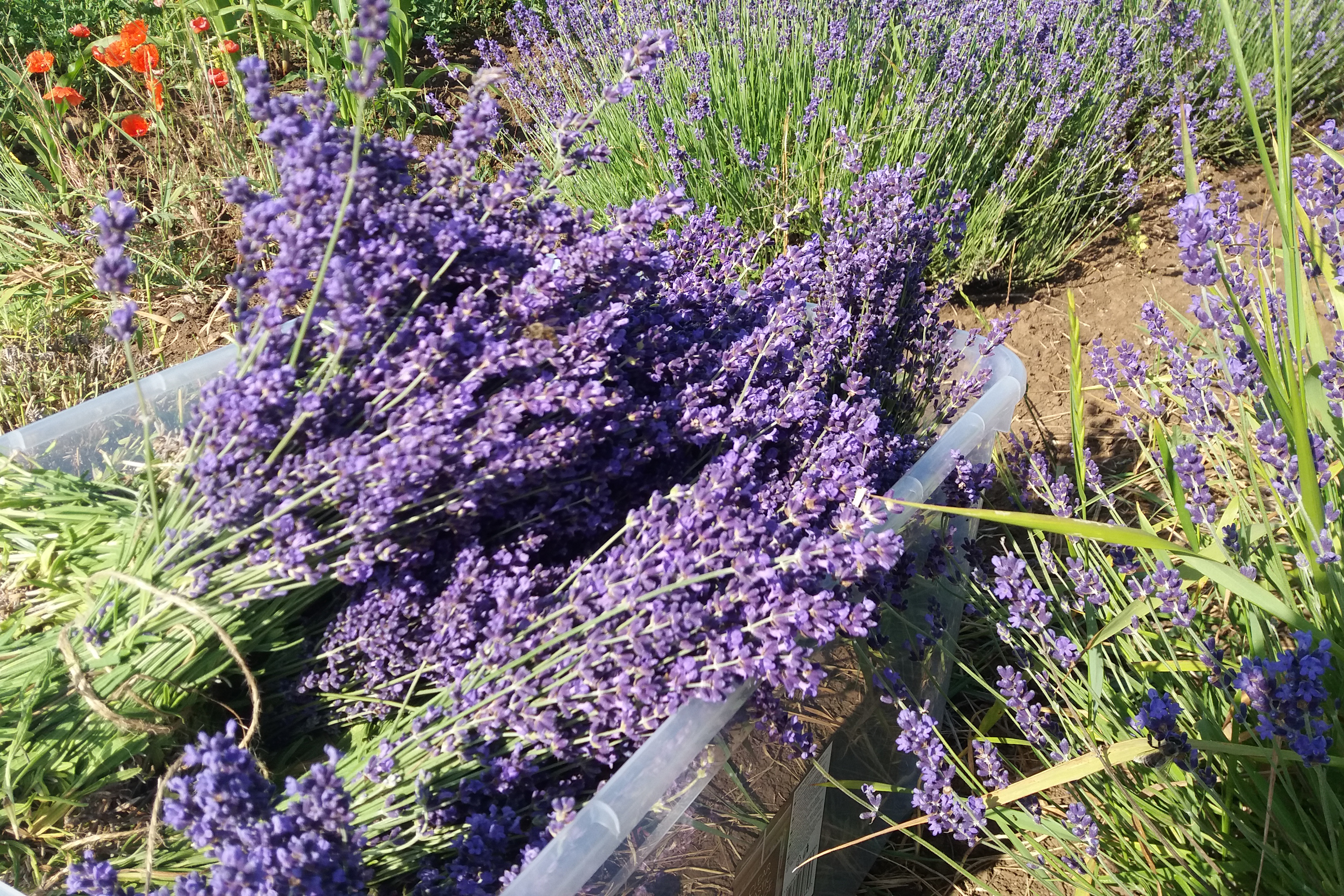 Levandule léčí stejně jako obohatí vaši kuchyni 