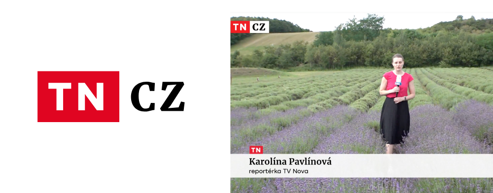 Sklizeň levandule vrcholí. Ta z Česka prý patří ke světové špičce