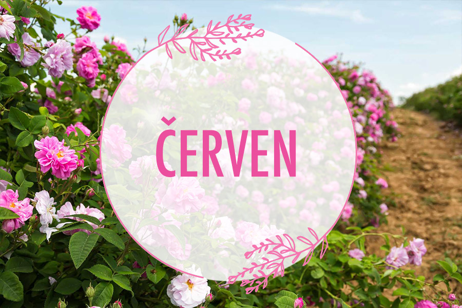 Červen v Levandulovém údolí
