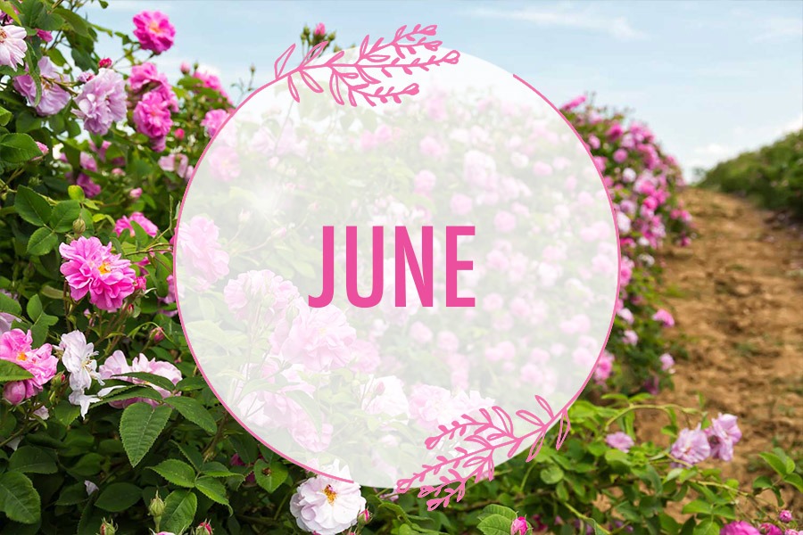 June in the Lavender Valley