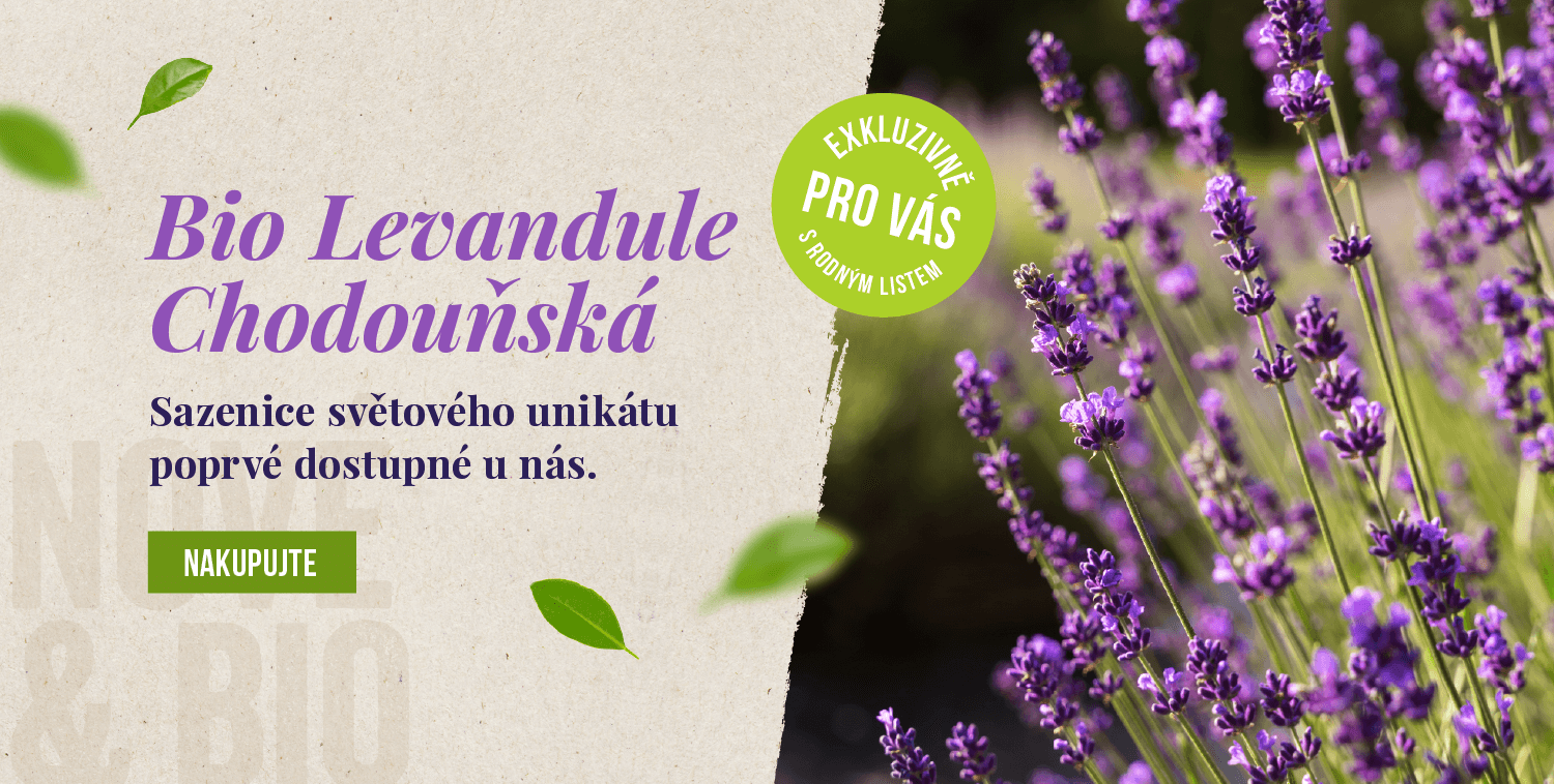 Sazenice Levandule